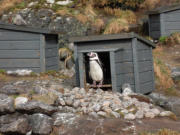 Humboldt-Pinguin im Atlanterhavsparken