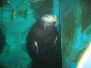 Bartrobbe im arktischen Aquarium im Polaria