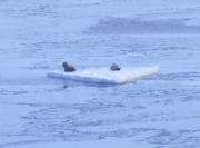 Robben auf einer Eisscholle im Varangerfjord