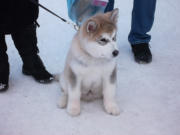 Husky Welpe in Kirkenes beim Finnmarksløpet